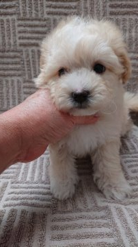 マルプー【東京都・男の子・2022年2月13日・クリーム】の写真「マルプ－  毛量のいい子です。」