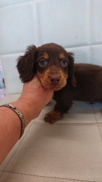 ミニチュアダックスフンド(ロング)【東京都・男の子・2021年11月13日・チョコ,タン】の写真「小さめの男の子」