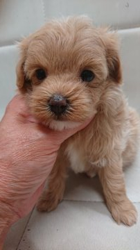 マルプー  父:プードル 母:マルチーズ【東京都・女の子・2021年8月29日・アプリ】の写真「鼻先の詰まった子」