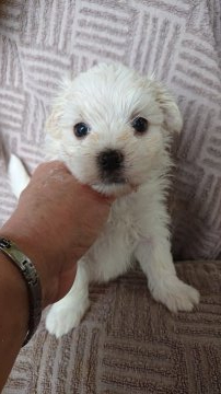 マルチーズ【東京都・男の子・2021年5月27日・ホワイト】の写真「真ん丸顔の男の子」