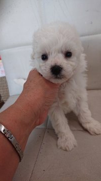 ビションフリーゼ【東京都・男の子・2021年7月15日・ホワイト】の写真「両親チャンピオン直子」