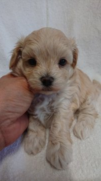 マルプー【東京都・男の子・2022年1月24日・クリーム】の写真「マルプ－の男の子」