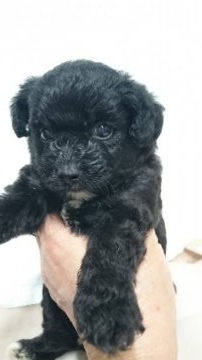 父:プードル  母:パピヨン【東京都・女の子・2017年7月3日・ブラック&ホワイト】の写真「目の大きな女の仔」