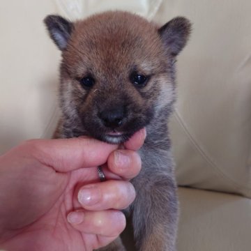 柴犬(標準サイズ)【東京都・男の子・2023年1月2日・赤】の写真「通常の柴より小さめに仕上がります。
父親　豆柴」