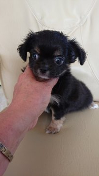 チワワ(ロング)【東京都・男の子・2021年9月21日・ブラック、タン&ホワイト】の写真「甘えん坊な子です。」