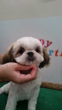 シーズー【東京都・男の子・2018年1月10日・ホワイト&レッド】の写真「小振りな男の子」