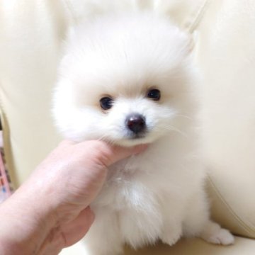 ポメラニアン【東京都・男の子・2023年1月7日・ホワイト】の写真「小粒の可愛い男の子」