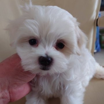 マルチーズ【東京都・女の子・2022年12月25日・ホワイト】の写真「飼いやすい性格の子です。」