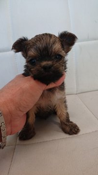 父親 チワワ  母親 ヨークシャテリア【東京都・女の子・2021年1月20日・レッド】の写真「大きな目の子です」