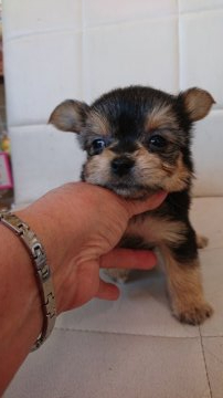 父親 チワワ  母親 ヨークシャテリア【東京都・男の子・2021年1月20日・ブラック&タン】の写真「大きな目の子です」