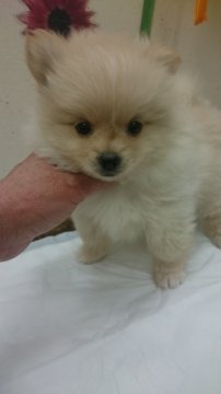 ポメラニアン【東京都・女の子・2016年1月2日・クリーム 薄めなので白っぽい仔です】の写真「小振りで毛量のある仔です」