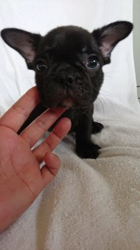 フレンチブルドッグ【東京都・男の子・2019年8月16日・ブラック】の写真「両親チャンピオン直子綺麗なブラックです」