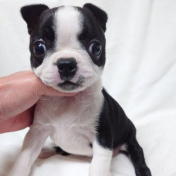 ボストンテリア【東京都・女の子・2022年12月12日・ボストンカラー】の写真「構成、柄の綺麗な子」