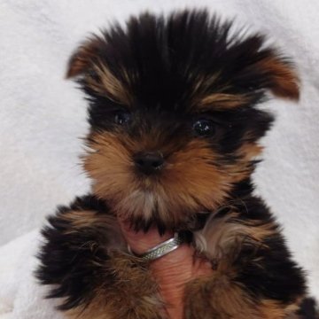 ヨークシャーテリア【東京都・女の子・2024年6月10日・スチール、ブルー&タン】の写真「かなり小ぶりな子」
