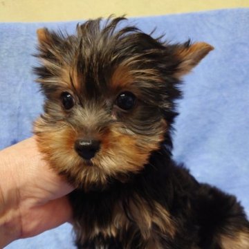 ヨークシャーテリア【東京都・女の子・2022年12月3日・スチール、ブルー&タン】の写真「鼻先の詰った子。」