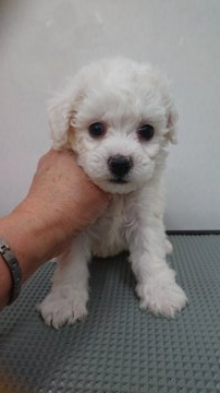 ビションフリーゼ【東京都・男の子・2020年12月6日・ホワイト】の写真「毛量抜群な子」