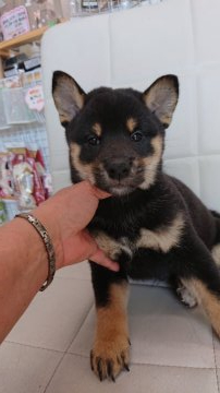 柴犬(標準サイズ)【東京都・男の子・2021年3月20日・黒】の写真「綺麗な黒柴」