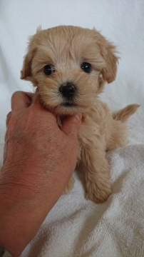 マルプー  父:プードル 母:マルチーズ【東京都・男の子・2021年8月29日・アプリ】の写真「鼻先の詰まった子」