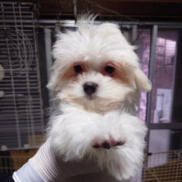 マルチーズ【東京都・女の子・2022年11月14日・ホワイト】の写真「フレンドリーな子」