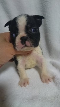 ボストンテリア【東京都・男の子・2018年8月20日・ボストンカラー】の写真「父  インターナショナルチャンピオン」