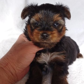 ヨークシャーテリア【東京都・男の子・2023年12月24日・スチール&ブルー】の写真「小ぶりな子
まん丸な目です」