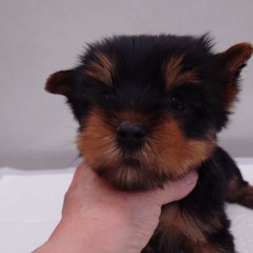 ヨークシャーテリア【東京都・男の子・2024年9月2日・スチール&ブルー】の写真「１０月３１日までセール中
セール対象犬」