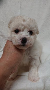 ビションフリーゼ【東京都・男の子・2022年3月23日・ホワイト】の写真「毛量抜群の子」