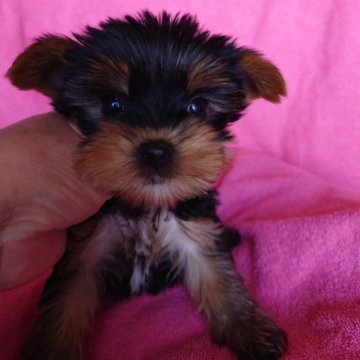 ヨークシャーテリア【東京都・男の子・2023年2月6日・スチール&ブルー】の写真「小ぶりな子
まん丸な目です」