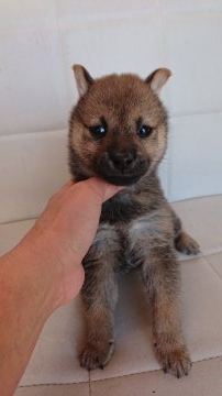 柴犬(豆柴)【東京都・女の子・2019年10月6日・赤】の写真「両親 豆柴認定」
