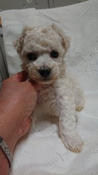 ビションフリーゼ【東京都・男の子・2020年12月16日・ホワイト】の写真「毛量抜群な子」