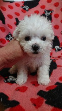 ビションフリーゼ【東京都・女の子・2019年12月25日・ホワイト】の写真「小振りな女の子」