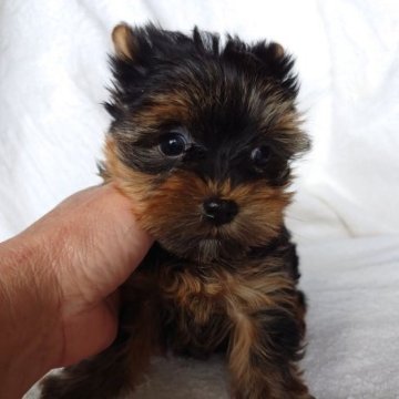 ヨークシャーテリア【東京都・女の子・2023年12月24日・スチール&ブルー】の写真「小ぶりな子
まん丸な目です」