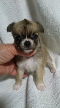 チワワ(ロング)【東京都・女の子・2017年11月26日・レッド&ホワイト】の写真「小振りな女の仔」