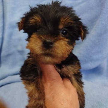 ヨークシャーテリア【東京都・男の子・2023年2月6日・スチール&ブルー】の写真「小ぶりな子」