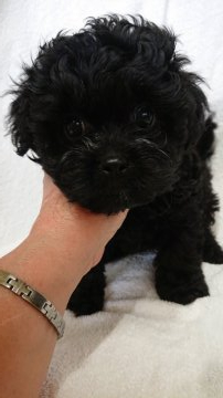 父親 ペキニーズ  母親 プードル【東京都・女の子・2021年4月5日・ブラック】の写真「鼻先の詰まった子です」