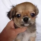 チワワ(ロング)【東京都・女の子・2023年12月17日・レッド&ホワイト】の写真1「甘えん坊な子」