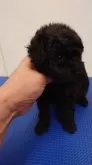 タイニープードル【東京都・女の子・2023年12月18日・ブラック】の写真5