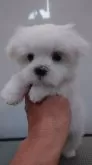 マルチーズ【東京都・女の子・2024年3月26日・ホワイト】の写真5