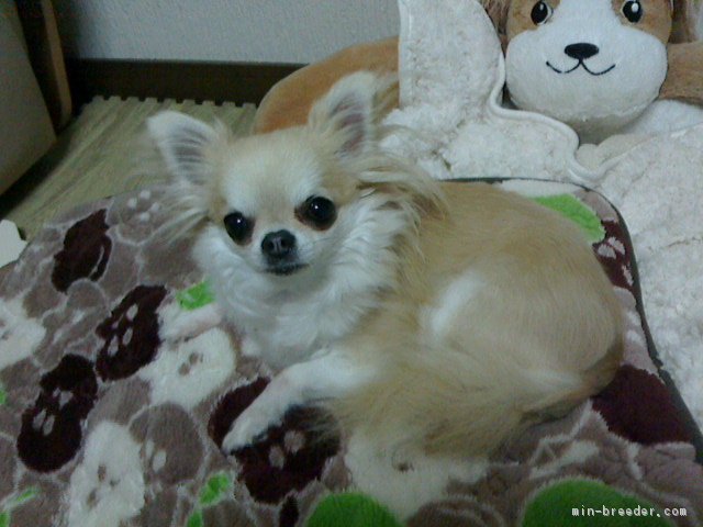 関谷知美ブリーダー