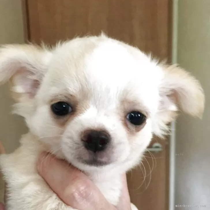 ID:2507-08265の子犬