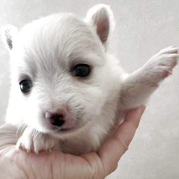 ポメチワ(チワワ×ポメラニアン)【茨城県・女の子・2025年10月28日・クリーム】の写真「チワポメ祭り開催中❣️」