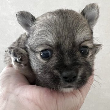 ポメチワ(チワワ×ポメラニアン)【茨城県・男の子・2025年10月28日・フォーン】の写真「チワポメ祭り開催中❣️」