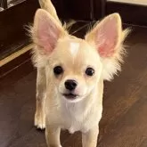 チワワ(ロング)