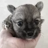 ポメチワ(チワワ×ポメラニアン)【茨城県・男の子・2025年10月28日・フォーン】の写真1「初めまして❤️」