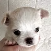 チワワ(ロング)