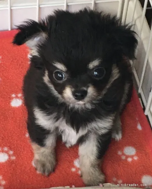 ID：2111-01702の子犬