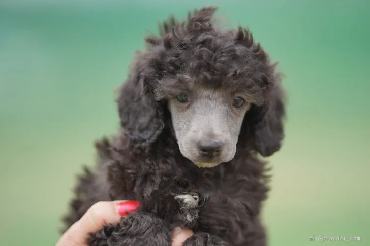 ID:2004-00235の子犬