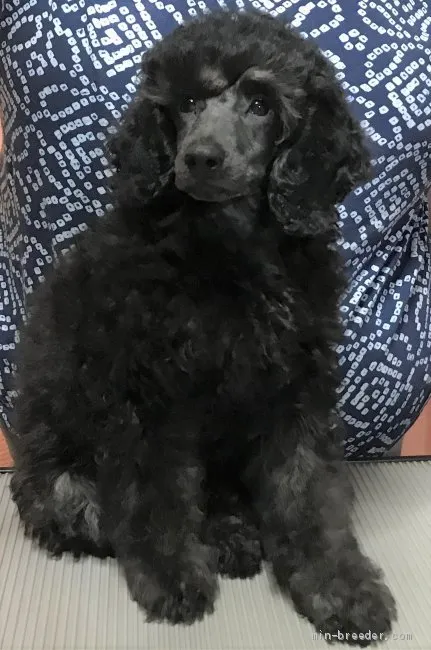 ID：1906-02858の子犬