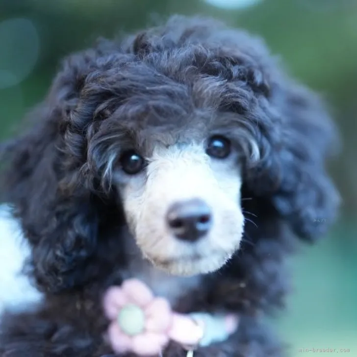 ID:2310-04546の子犬