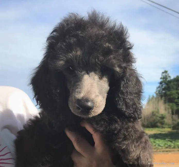 ID:1906-01849の子犬